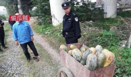 延安网红吃瓜事件视频,一场网络舆论的风暴与反思